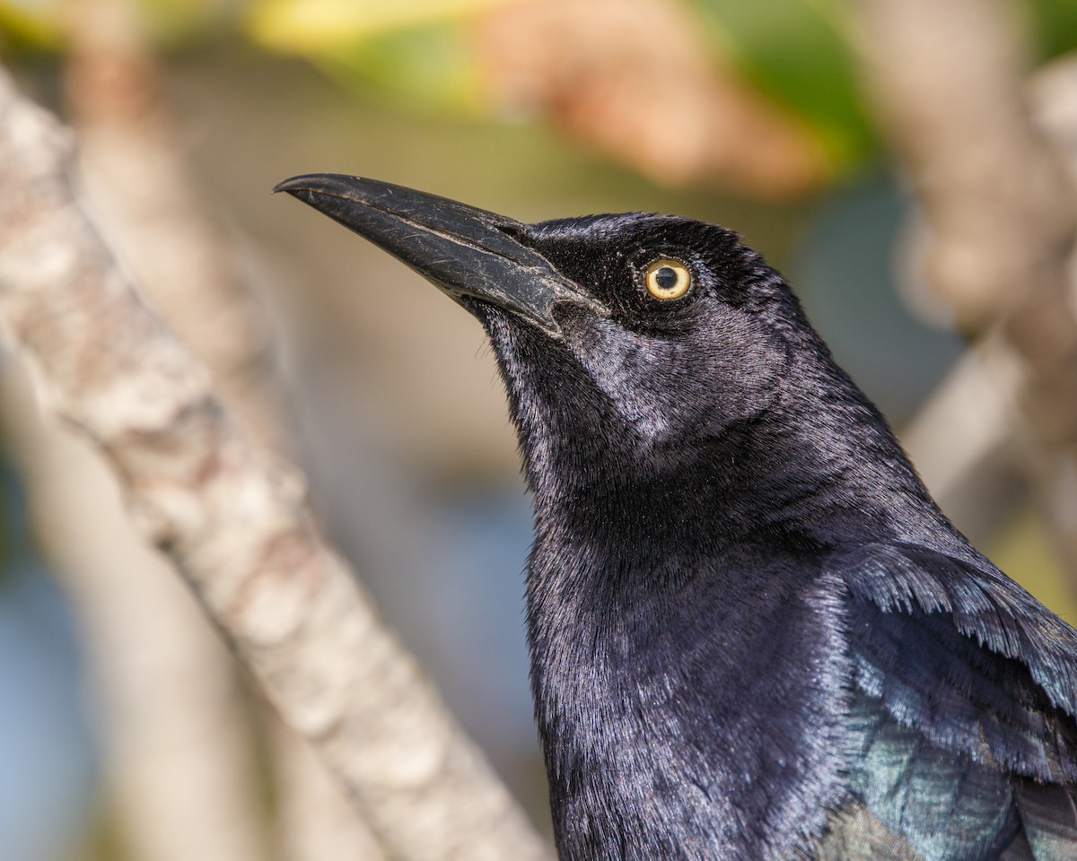 Great-tailed Grackle - ML438910661