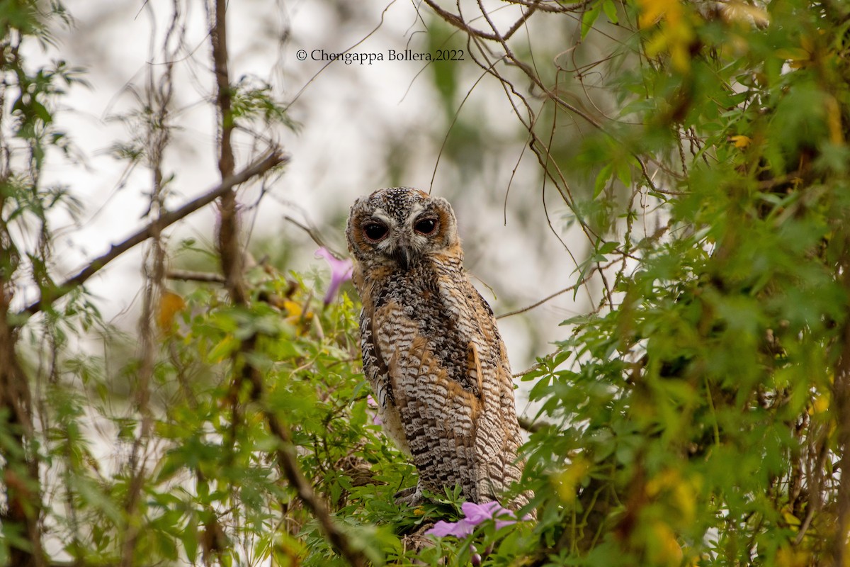 Mottled Wood-Owl - ML438911341