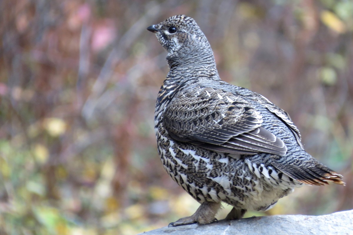 Spruce Grouse - ML43891181