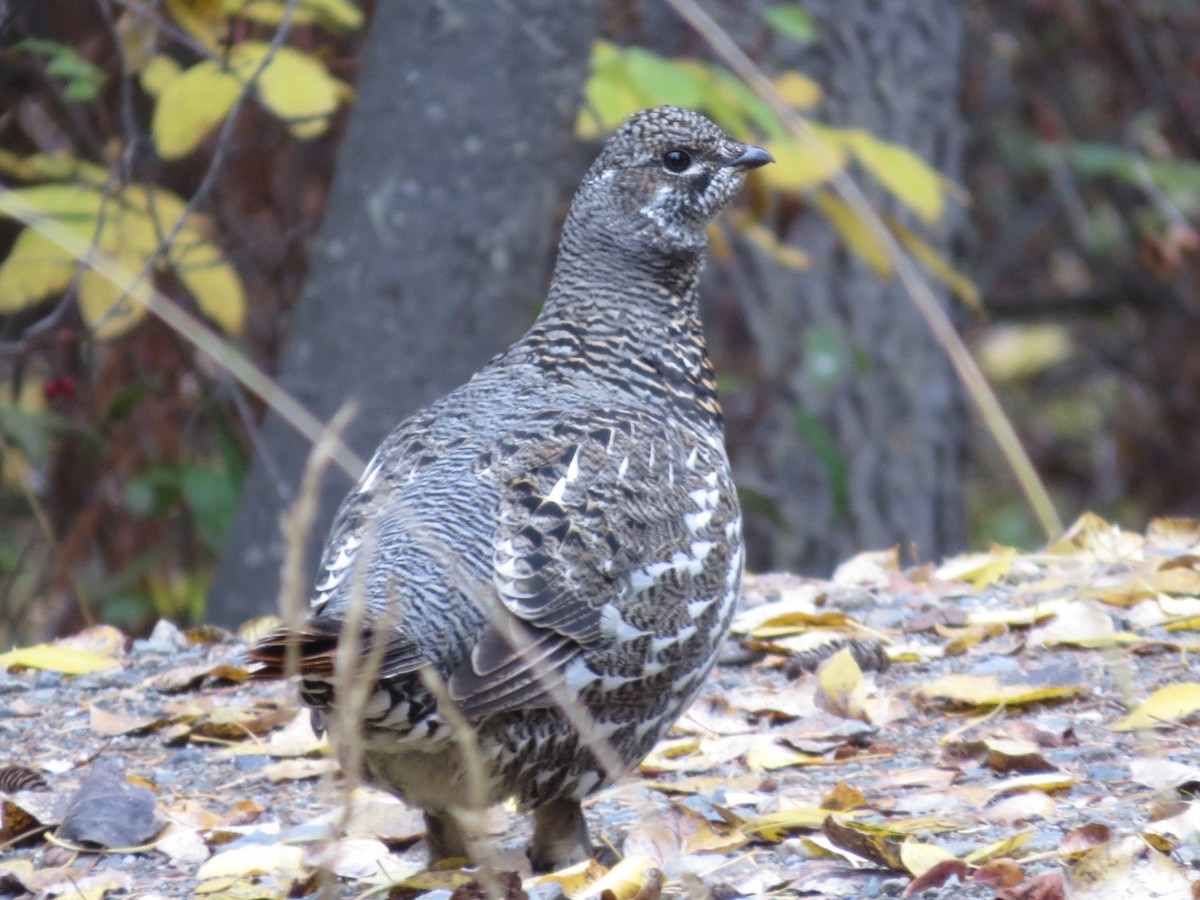 Spruce Grouse - ML43891331