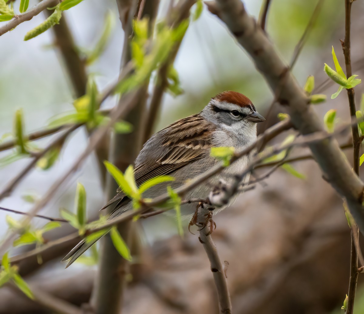 Chipping Sparrow - ML438914591