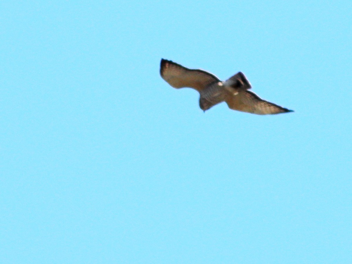 Broad-winged Hawk - ML438914671