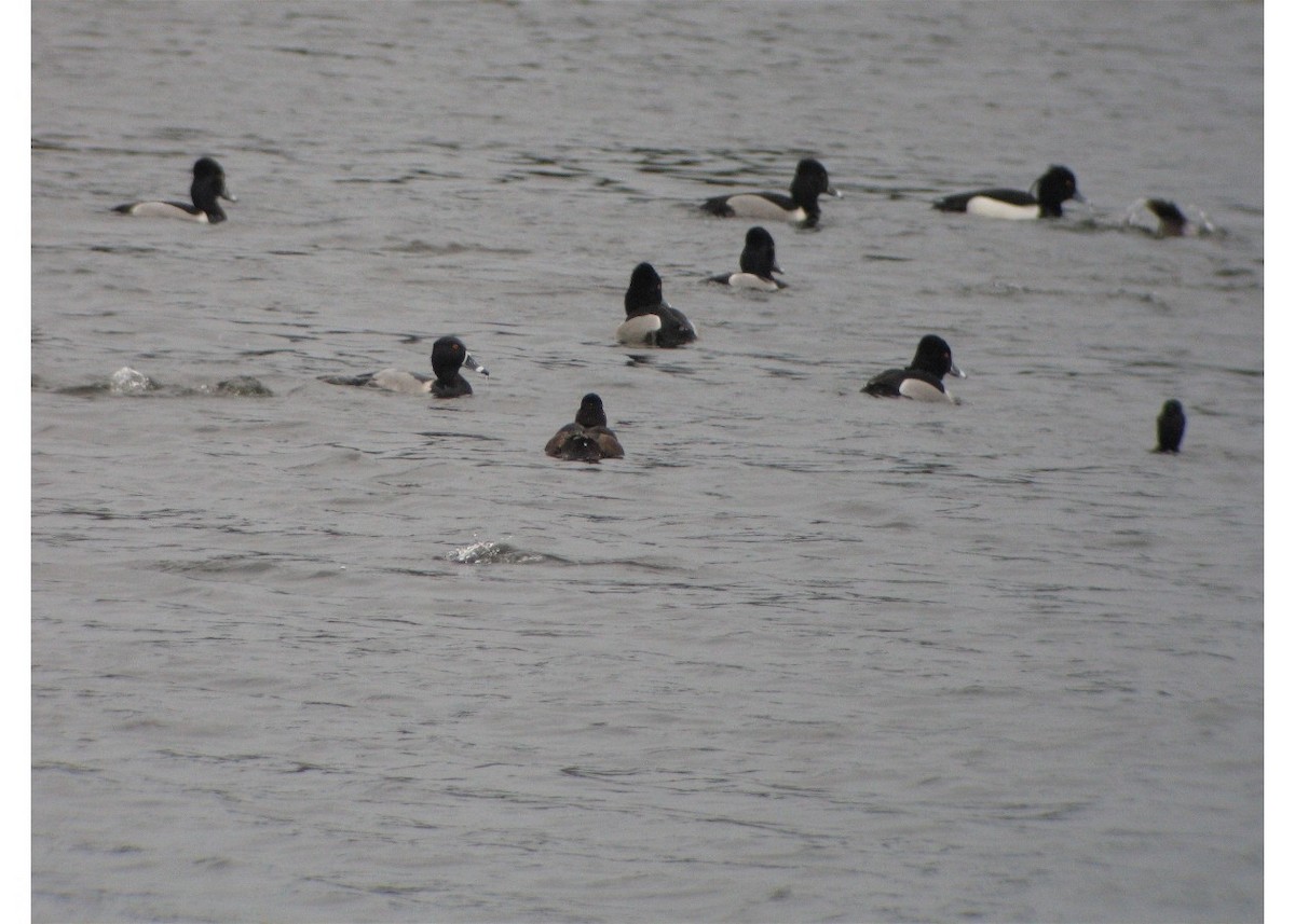 Tufted Duck - ML43891511