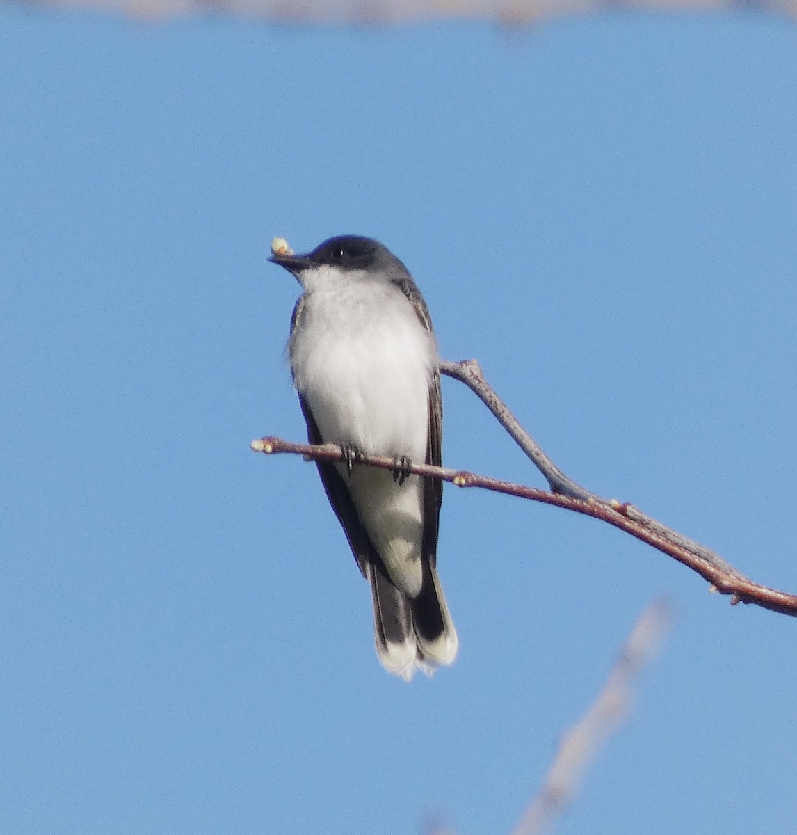 Eastern Kingbird - Darrell Hance