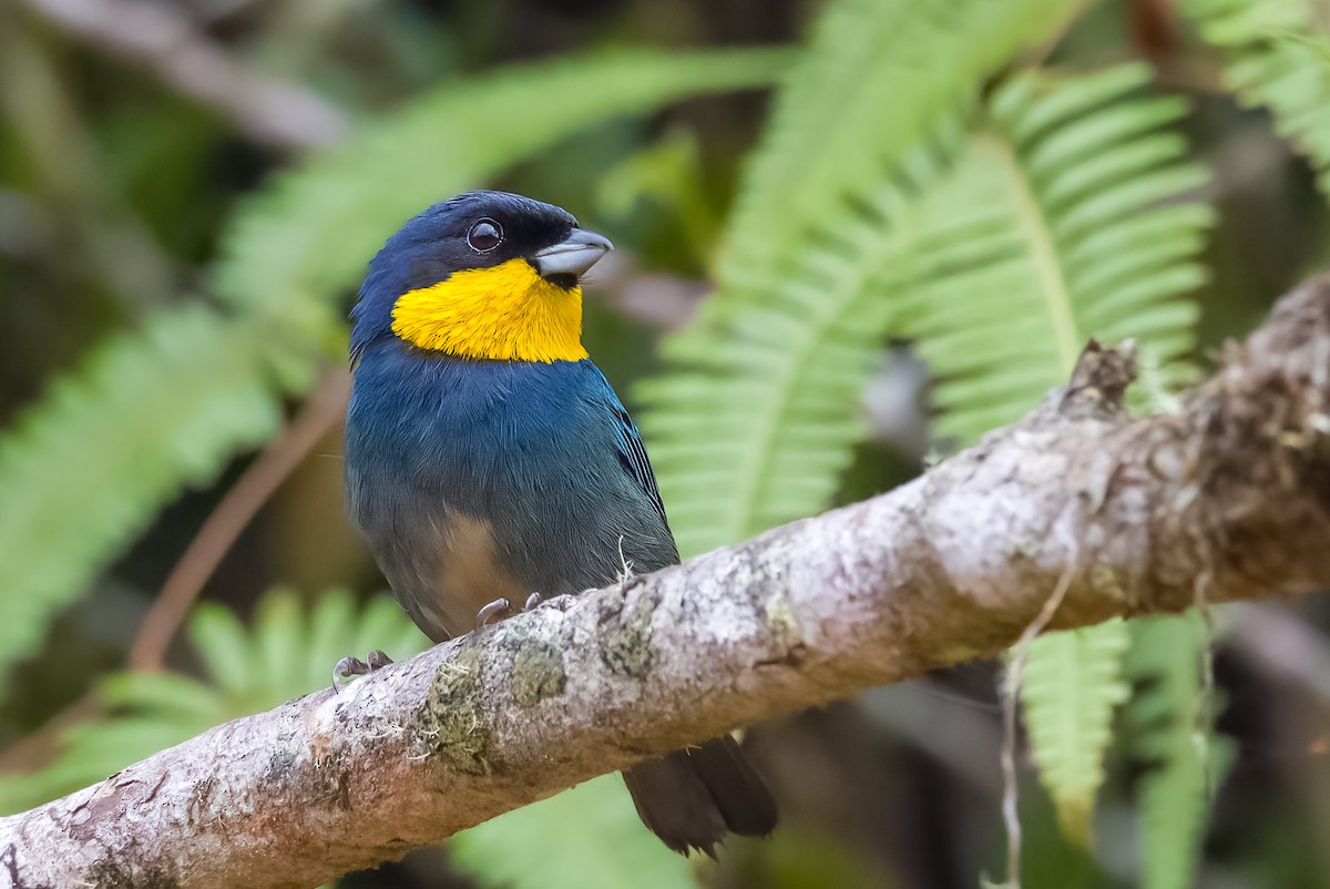 Purplish-mantled Tanager - ML438915661