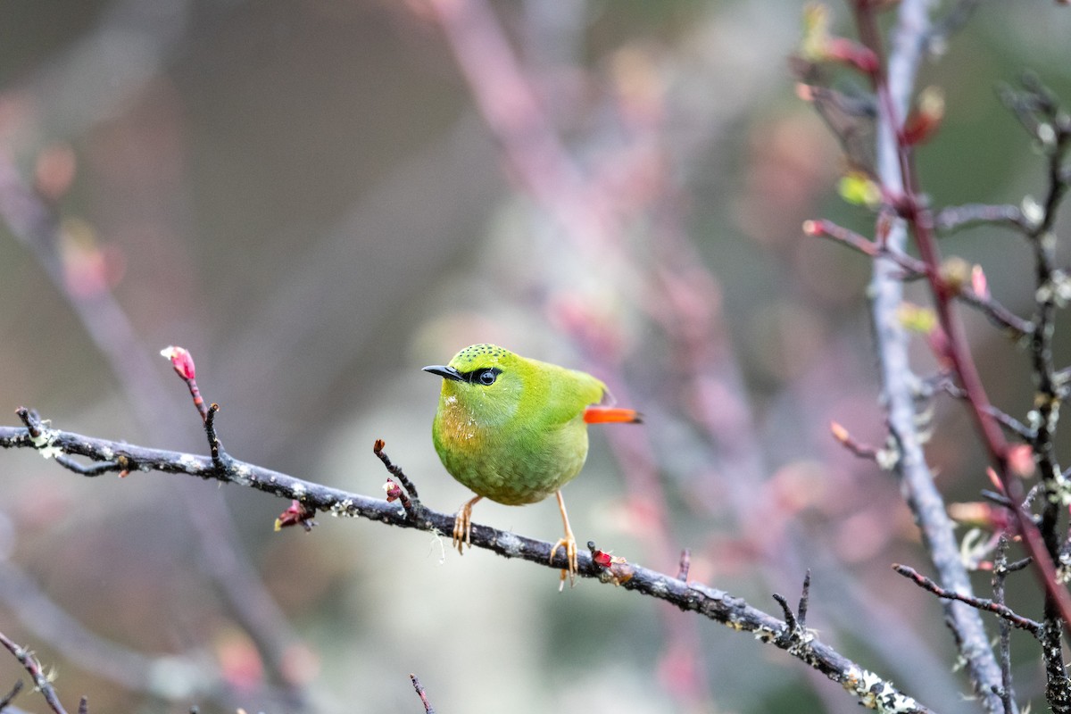Fire-tailed Myzornis - ML438915691