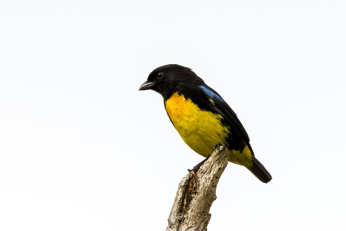 Black-and-gold Tanager - ML438915721