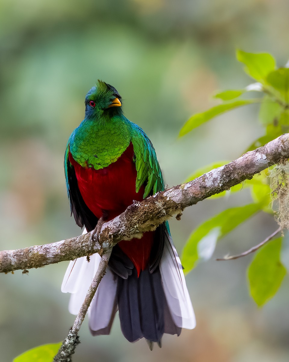 Crested Quetzal - ML438915811