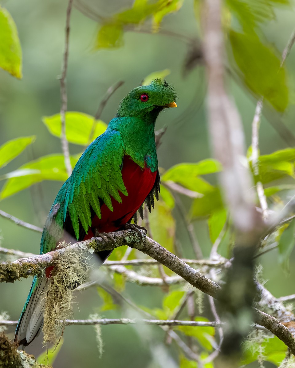 Crested Quetzal - ML438915821