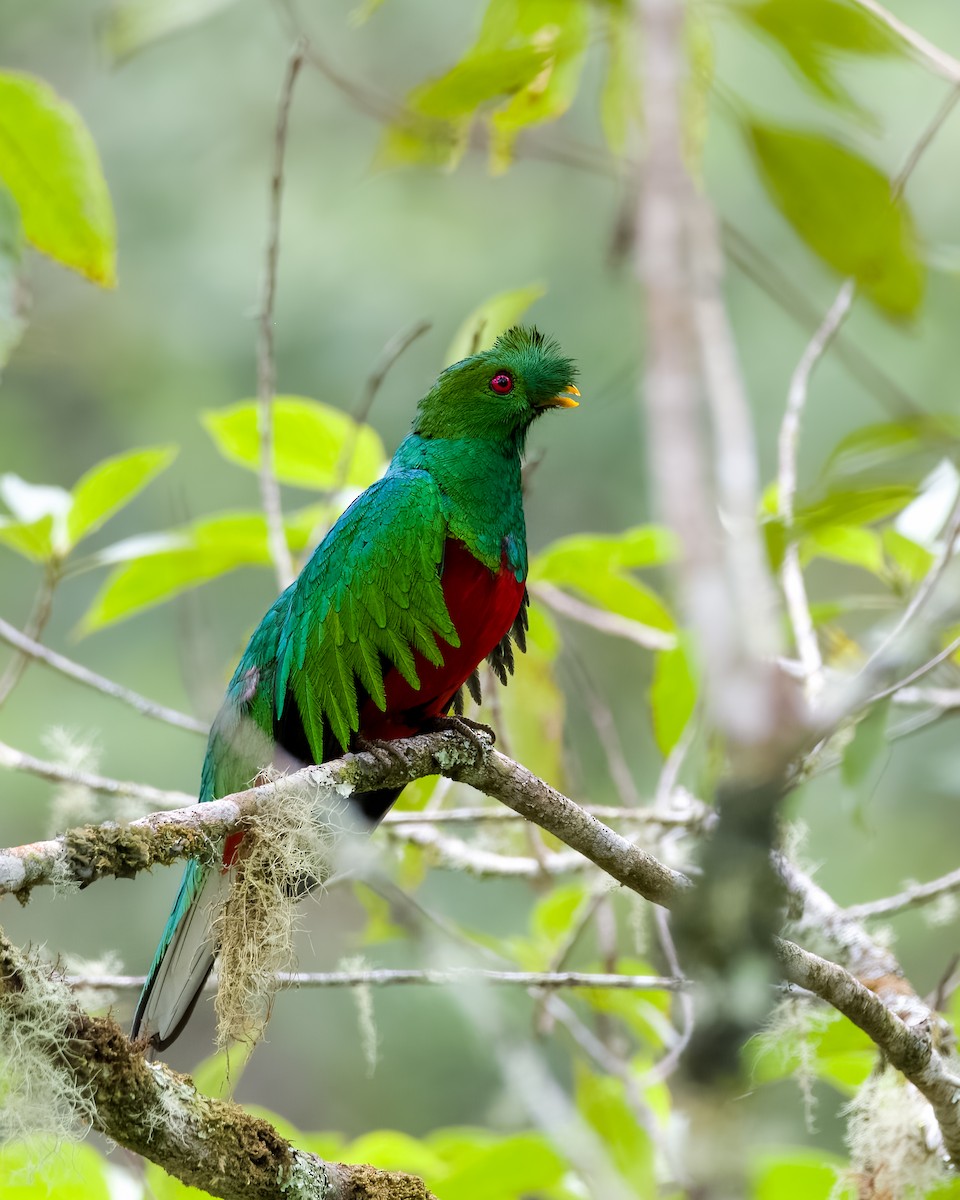 Crested Quetzal - ML438915891