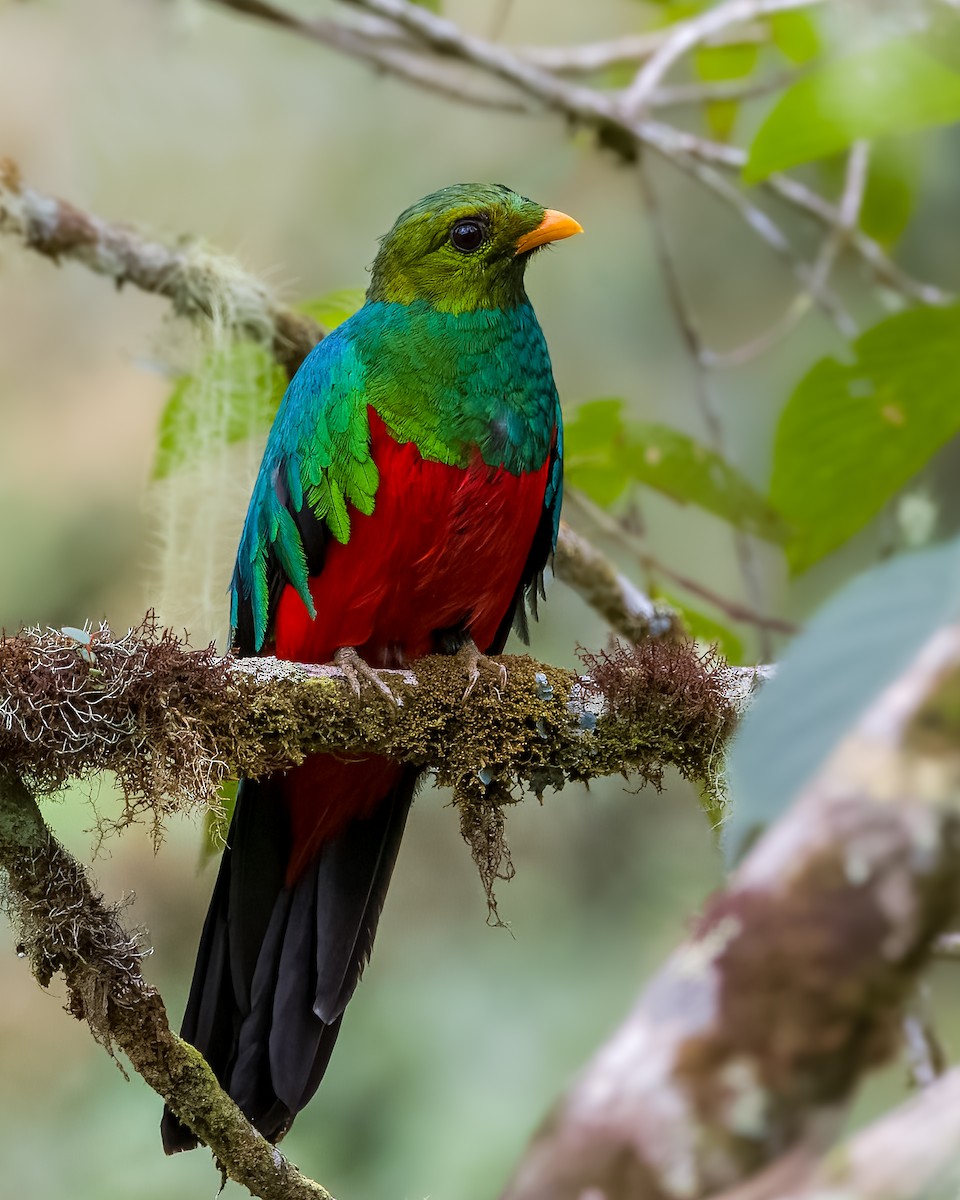 Quetzal Cabecidorado - ML438915981