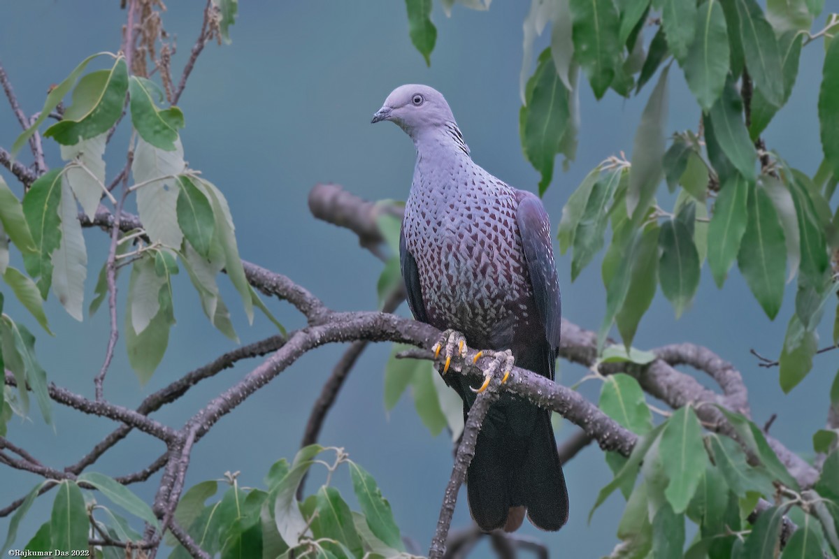 Speckled Wood-Pigeon - ML438916781