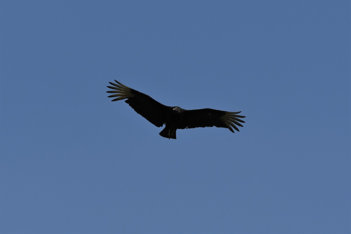 Black Vulture - Alexander Patterson