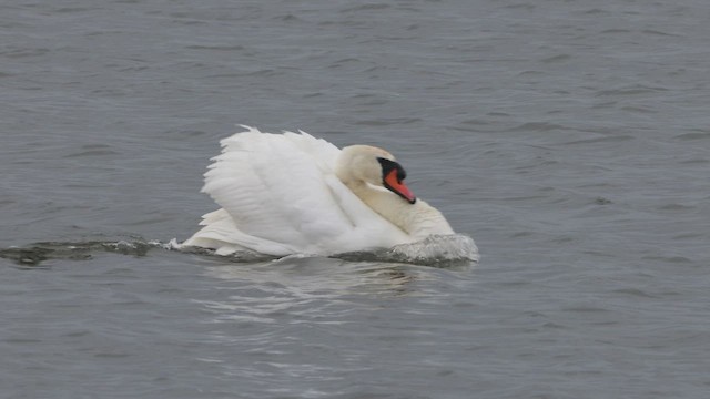 Cygne tuberculé - ML438918321