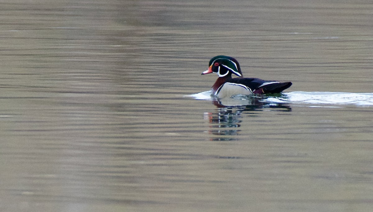 Wood Duck - ML438918641
