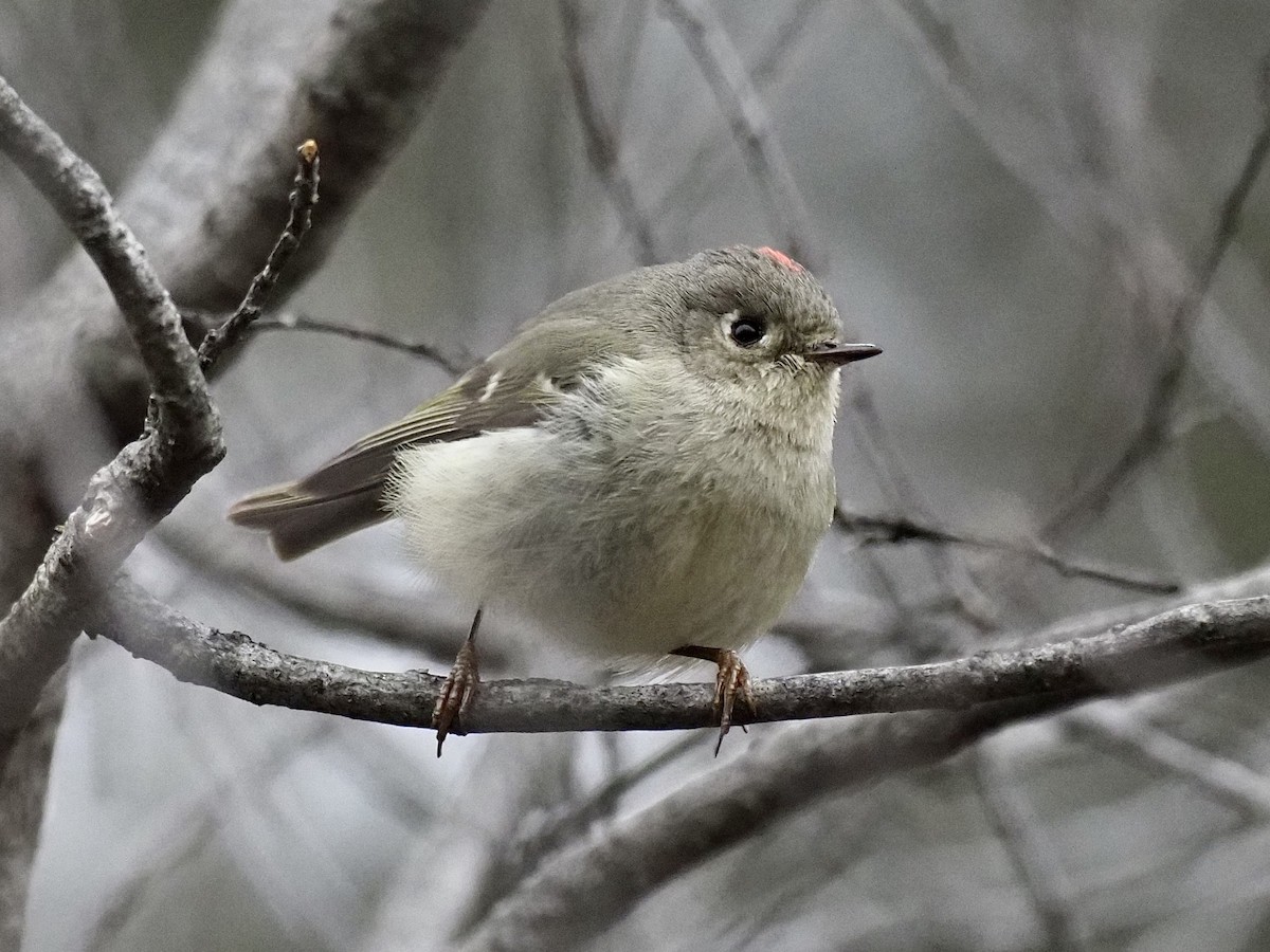 Ruby-crowned Kinglet - ML438918651