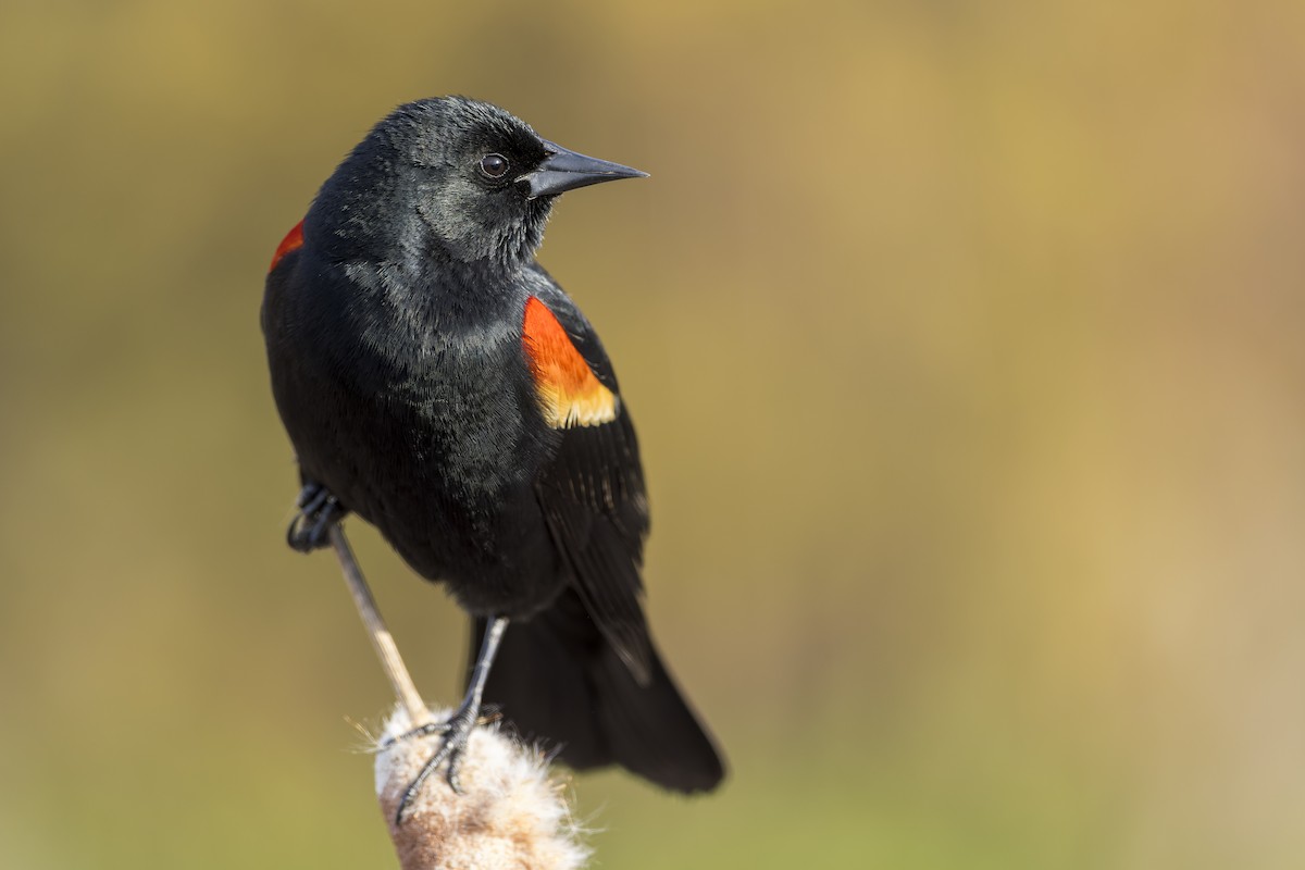 Red-winged Blackbird - ML438918741