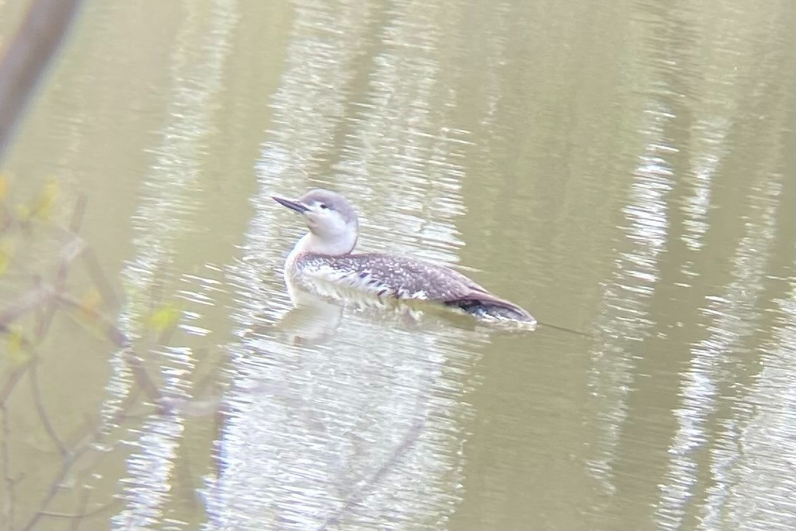 Red-throated Loon - ML438918821