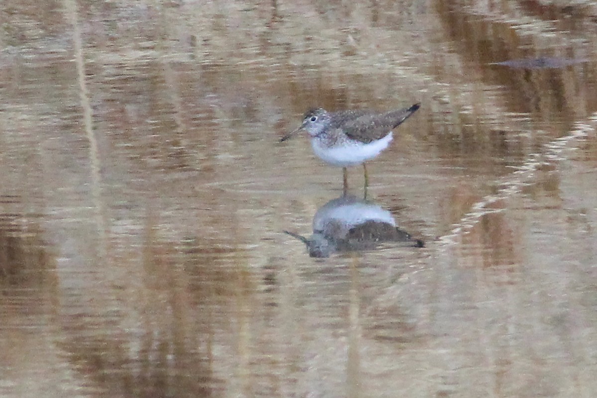 Solitary Sandpiper - ML438919381