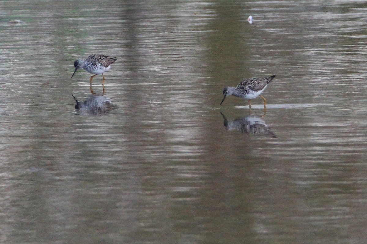 Lesser Yellowlegs - ML438919701