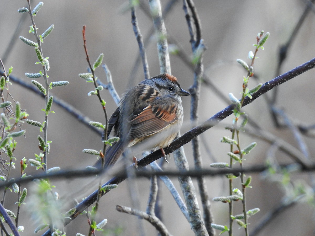 Swamp Sparrow - ML438920061