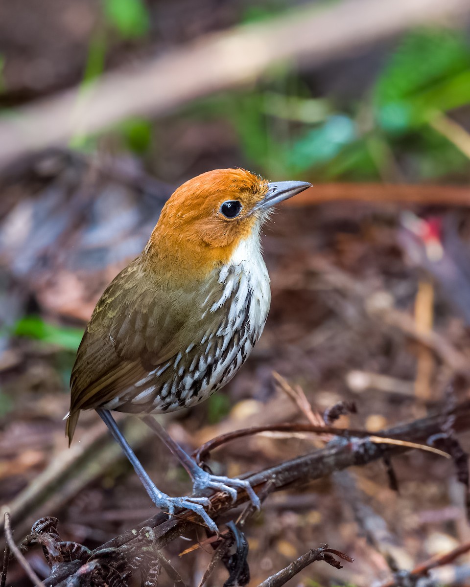 Chestnut-crowned Antpitta - ML438920081