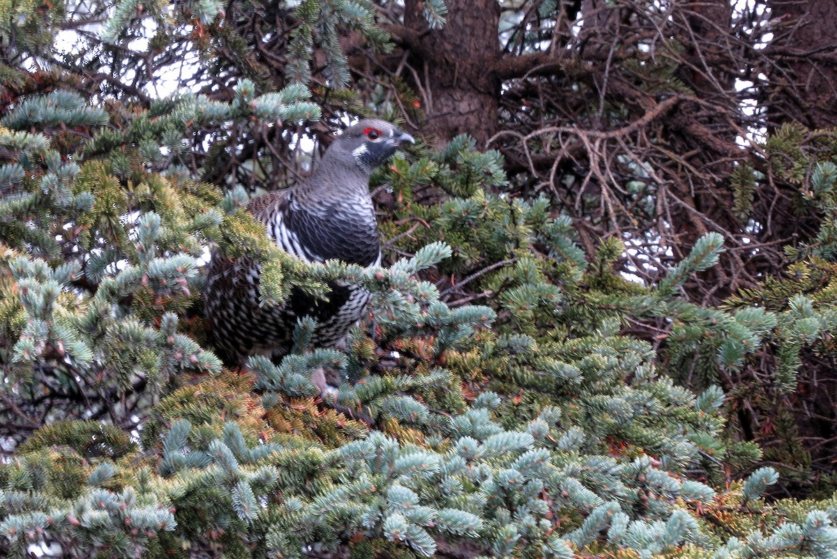 Spruce Grouse - ML43892101