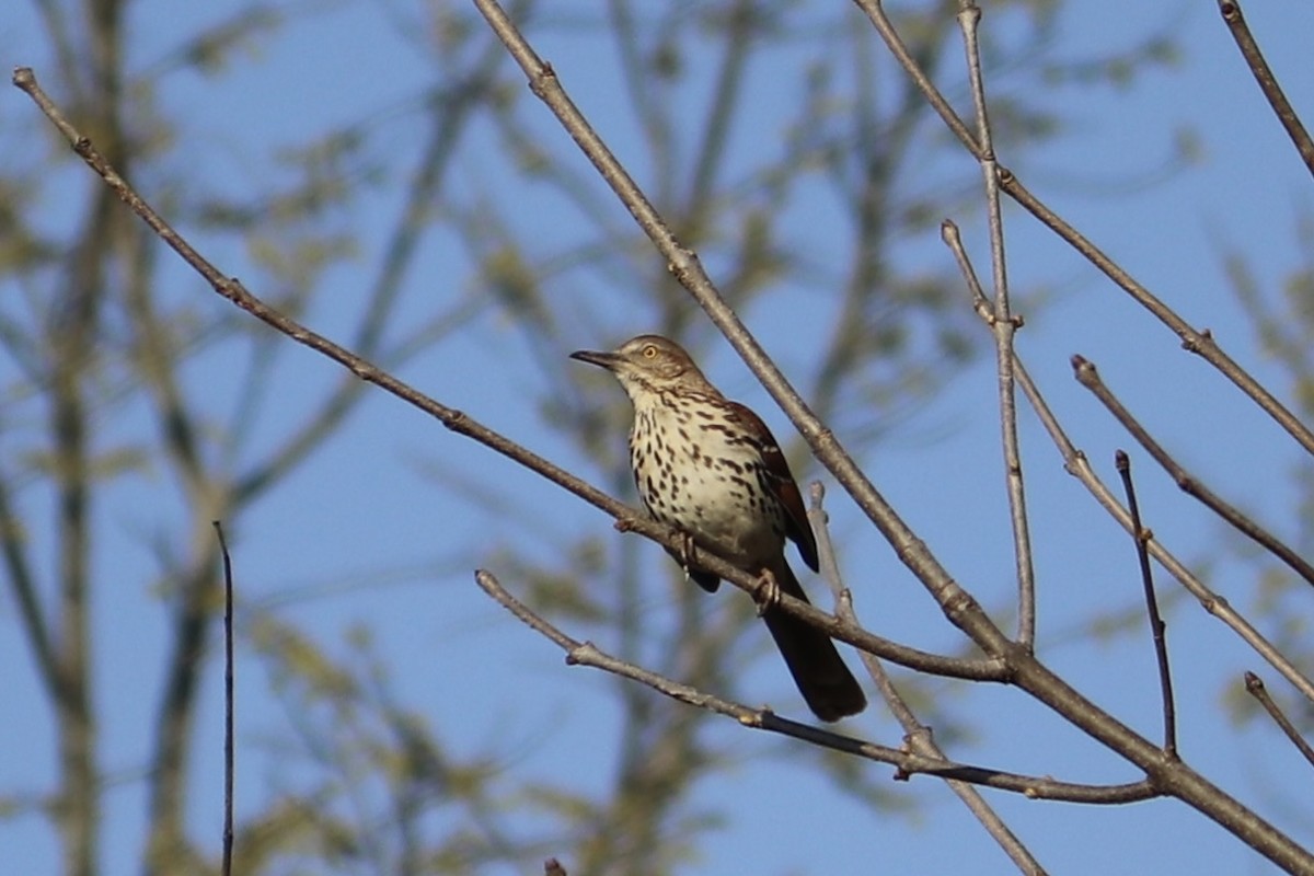 Brown Thrasher - ML438921491