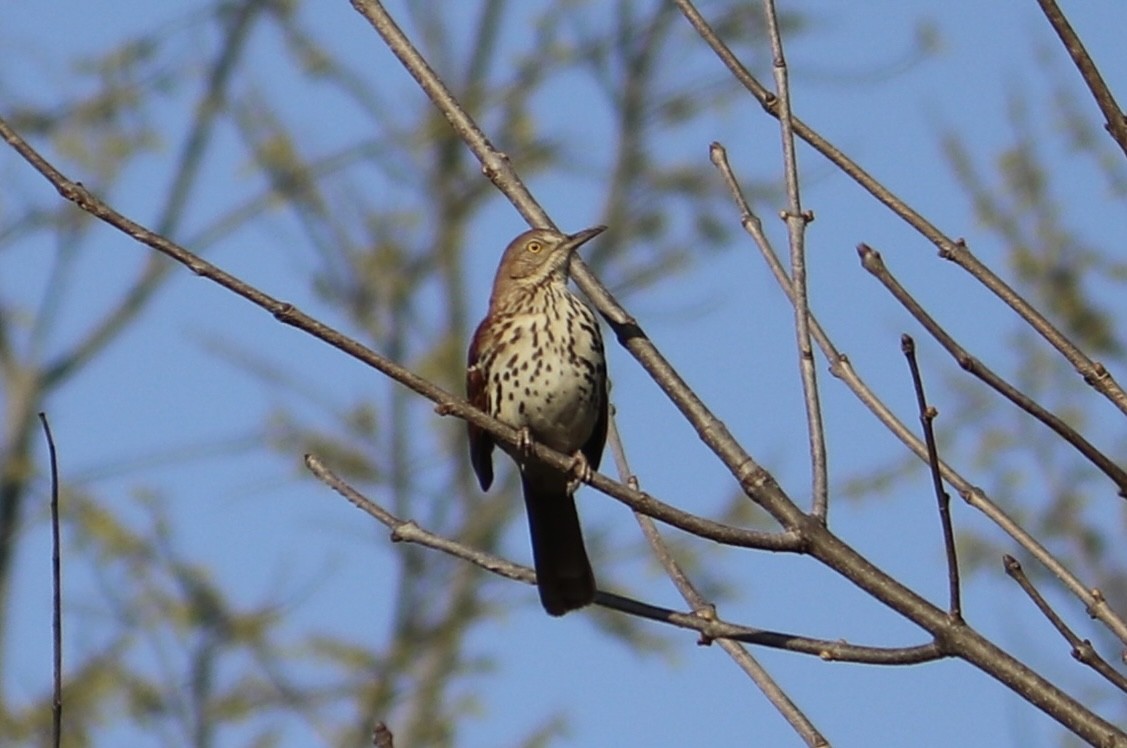 Brown Thrasher - ML438921501