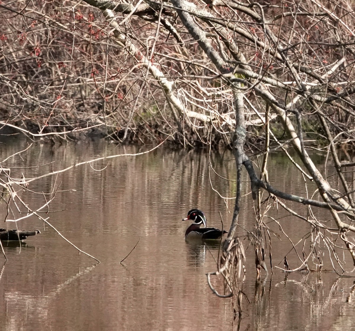 Wood Duck - ML438921681