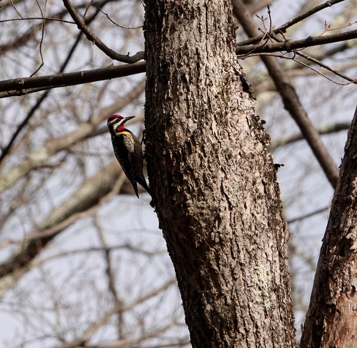 Yellow-bellied Sapsucker - ML438921841