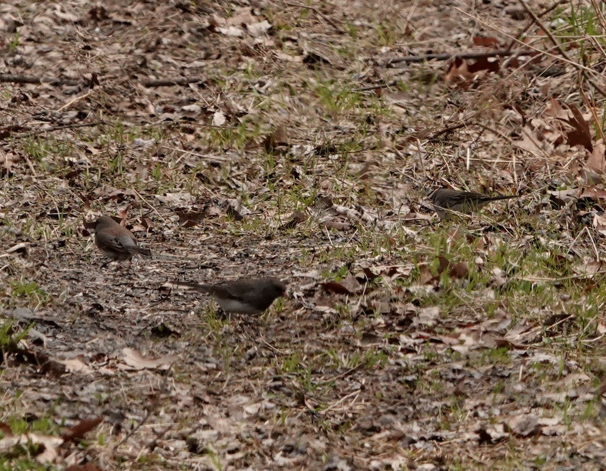 Dark-eyed Junco (Slate-colored) - ML438922001
