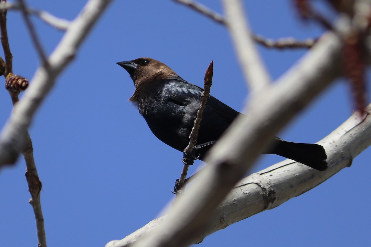 Brown-headed Cowbird - ML438923761