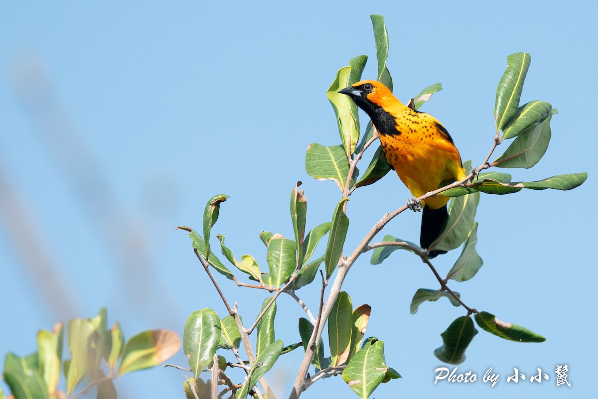 Spot-breasted Oriole - Hanyang Ye