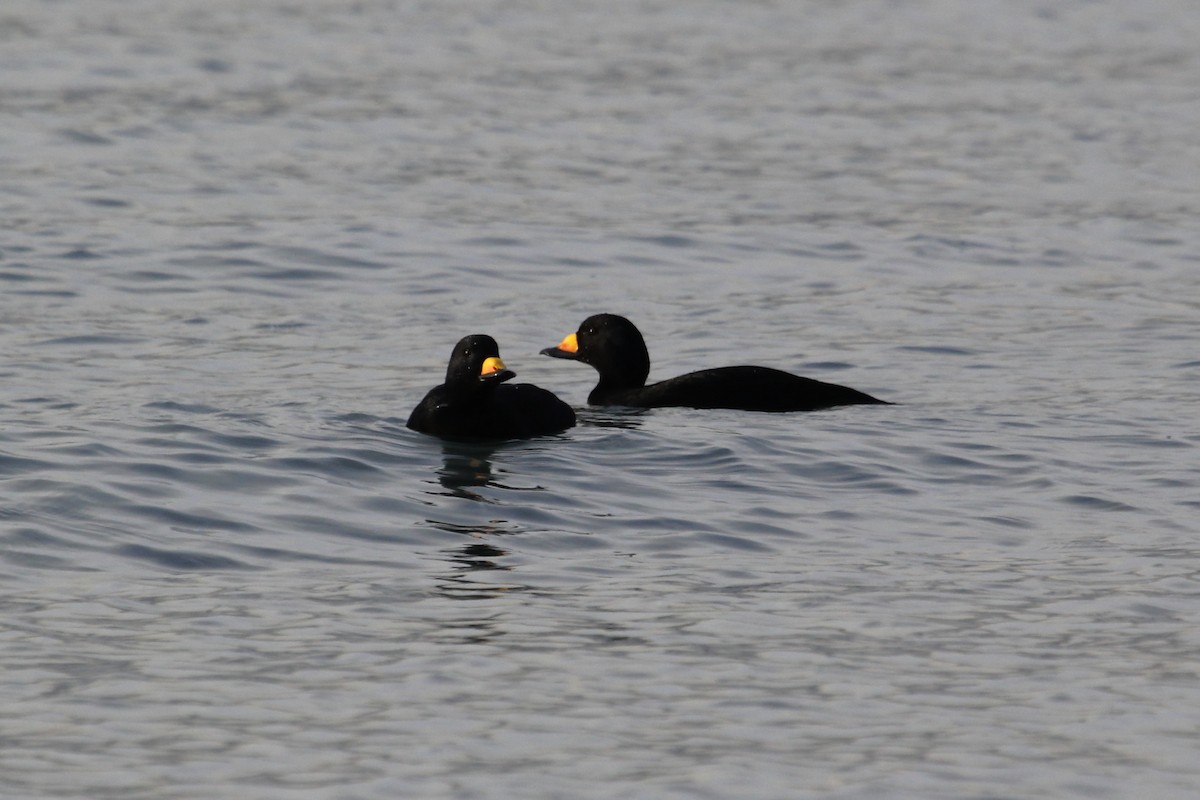 Black Scoter - ML43892551