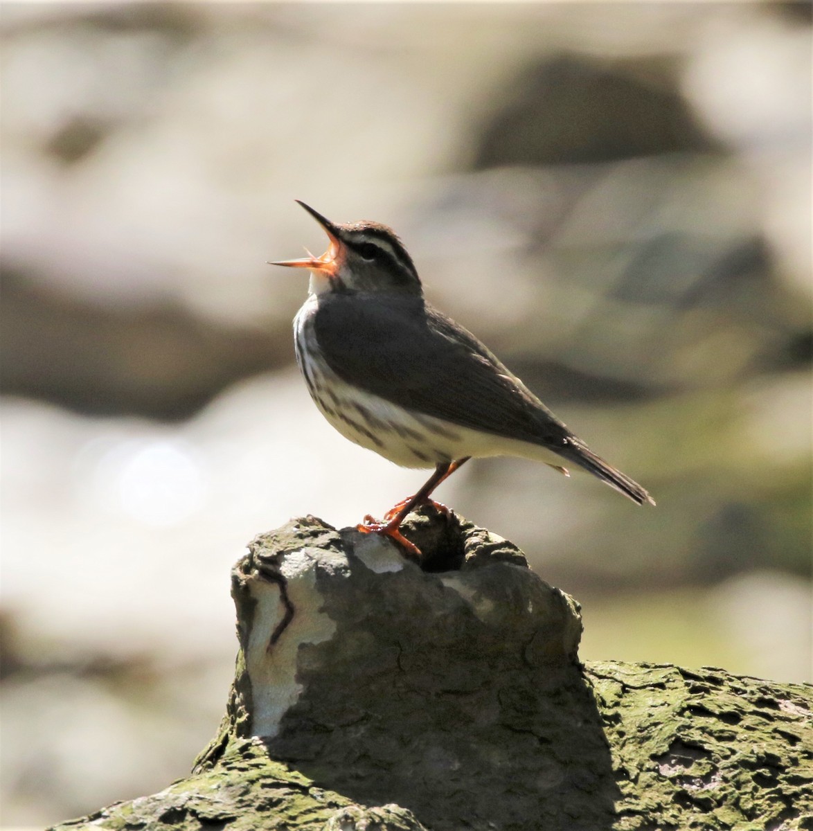 ミナミミズツグミ - ML438926721