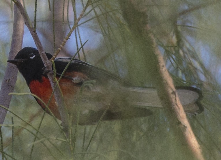 Painted Redstart - ML43892701