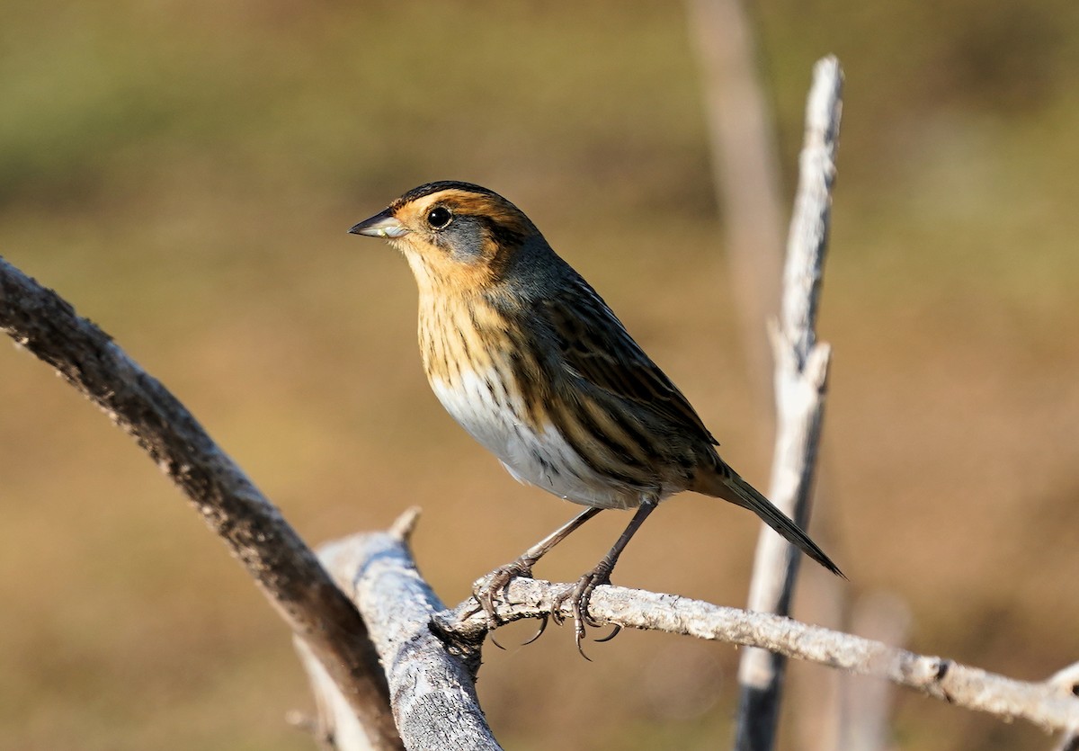 Nelson's Sparrow - ML438927641