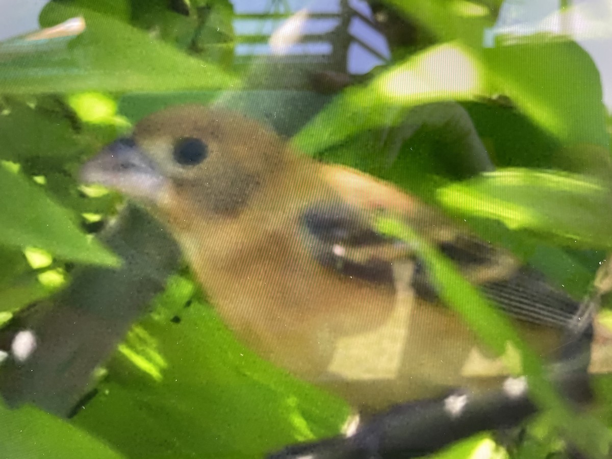 Lazuli Bunting - ML438928091