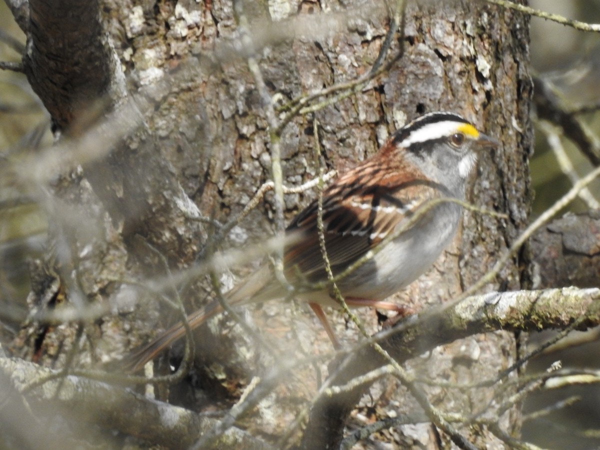 White-throated Sparrow - Logan Clark