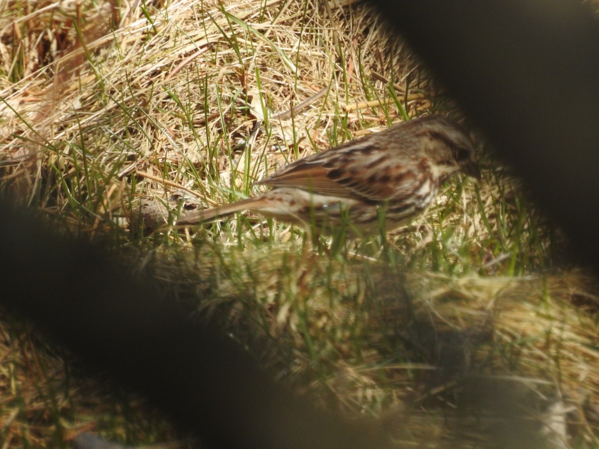 Song Sparrow - Logan Clark