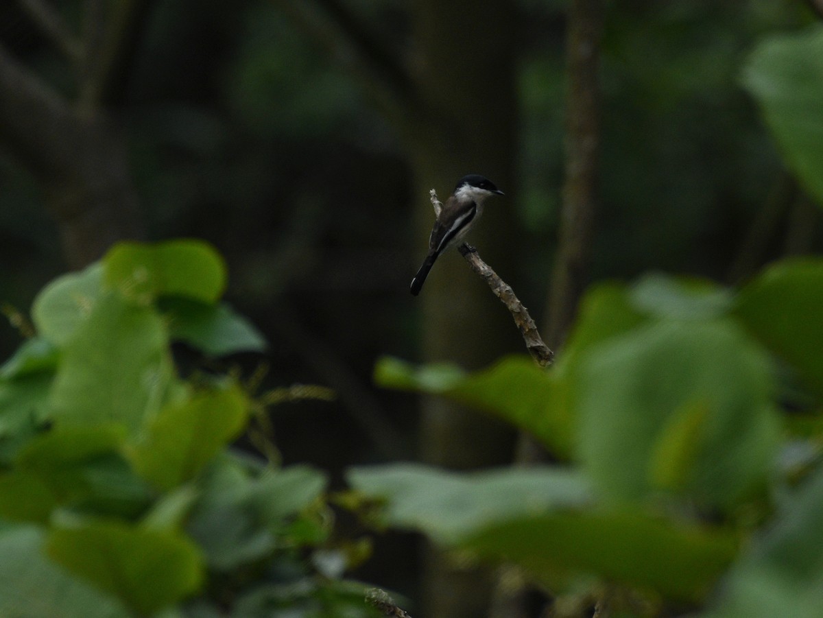 Bar-winged Flycatcher-shrike - ML438931041