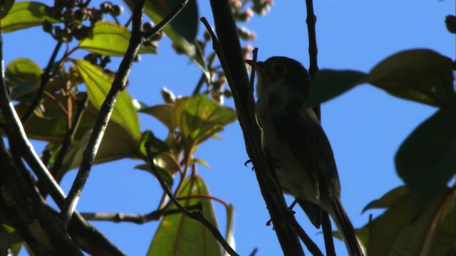 Cuban Solitaire - ML438932