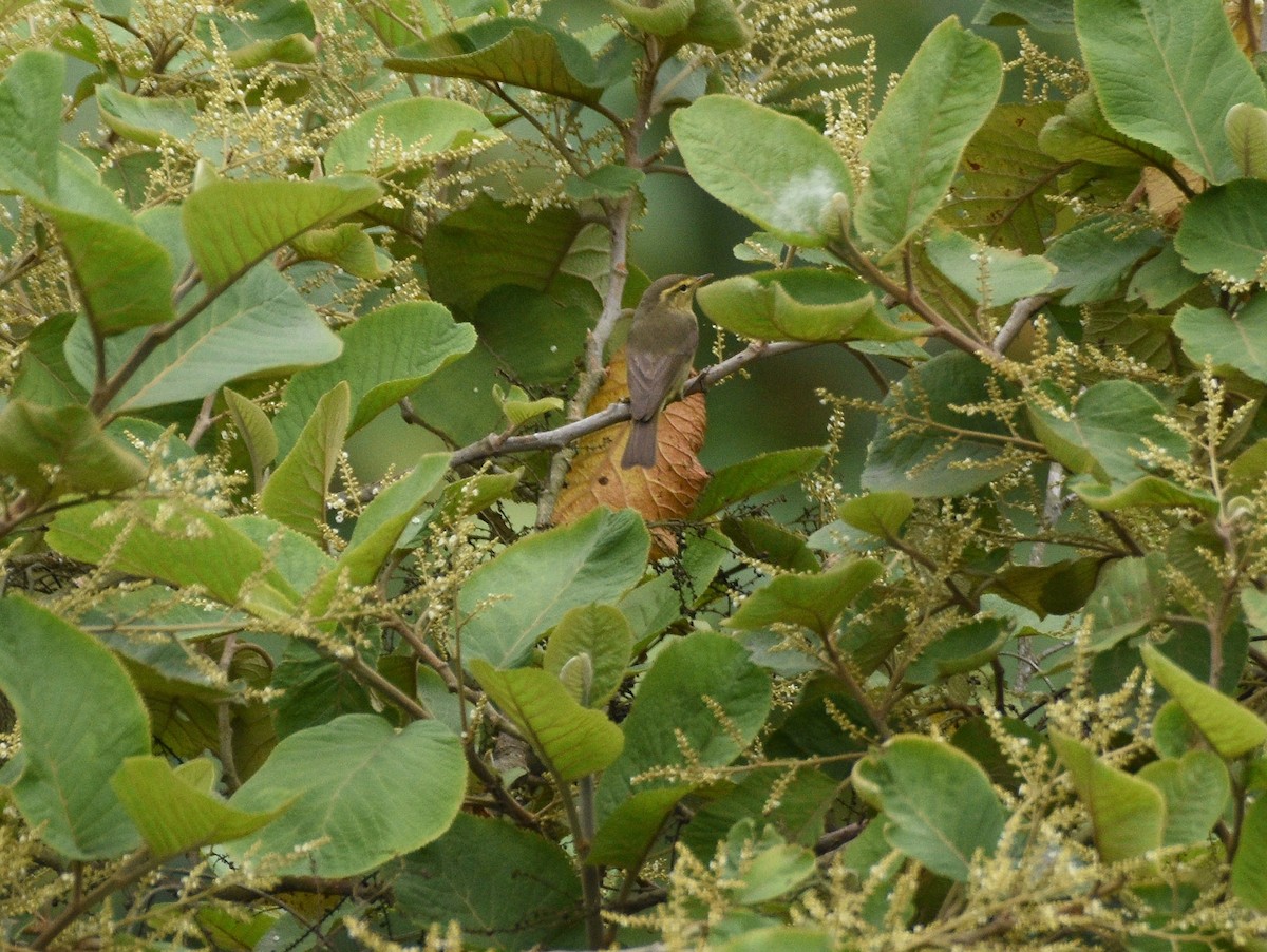 Tickell's Leaf Warbler (Tickell's) - ML438933301