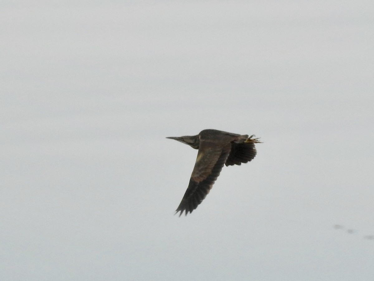 American Bittern - ML438933641