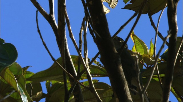 Cuban Solitaire - ML438934