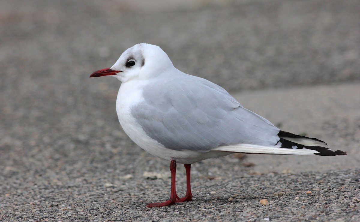 Black-headed Gull - Shawn Billerman