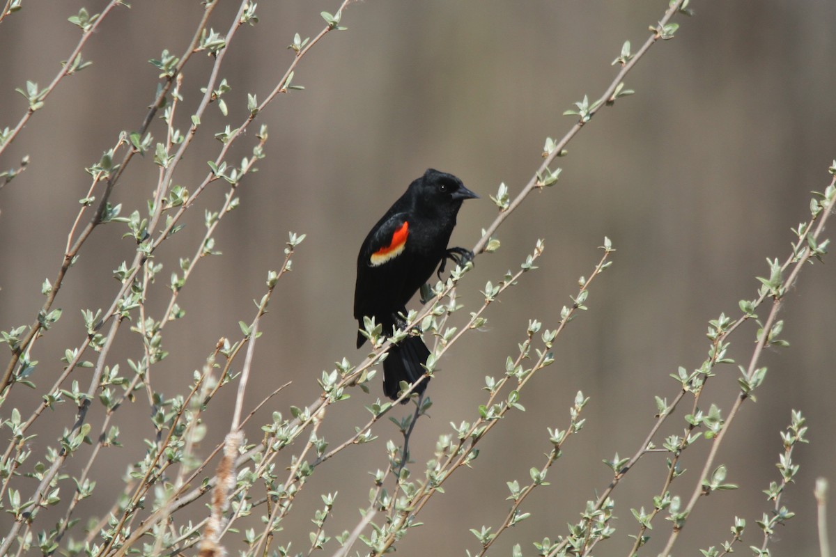 Red-winged Blackbird - Isaac Strahan