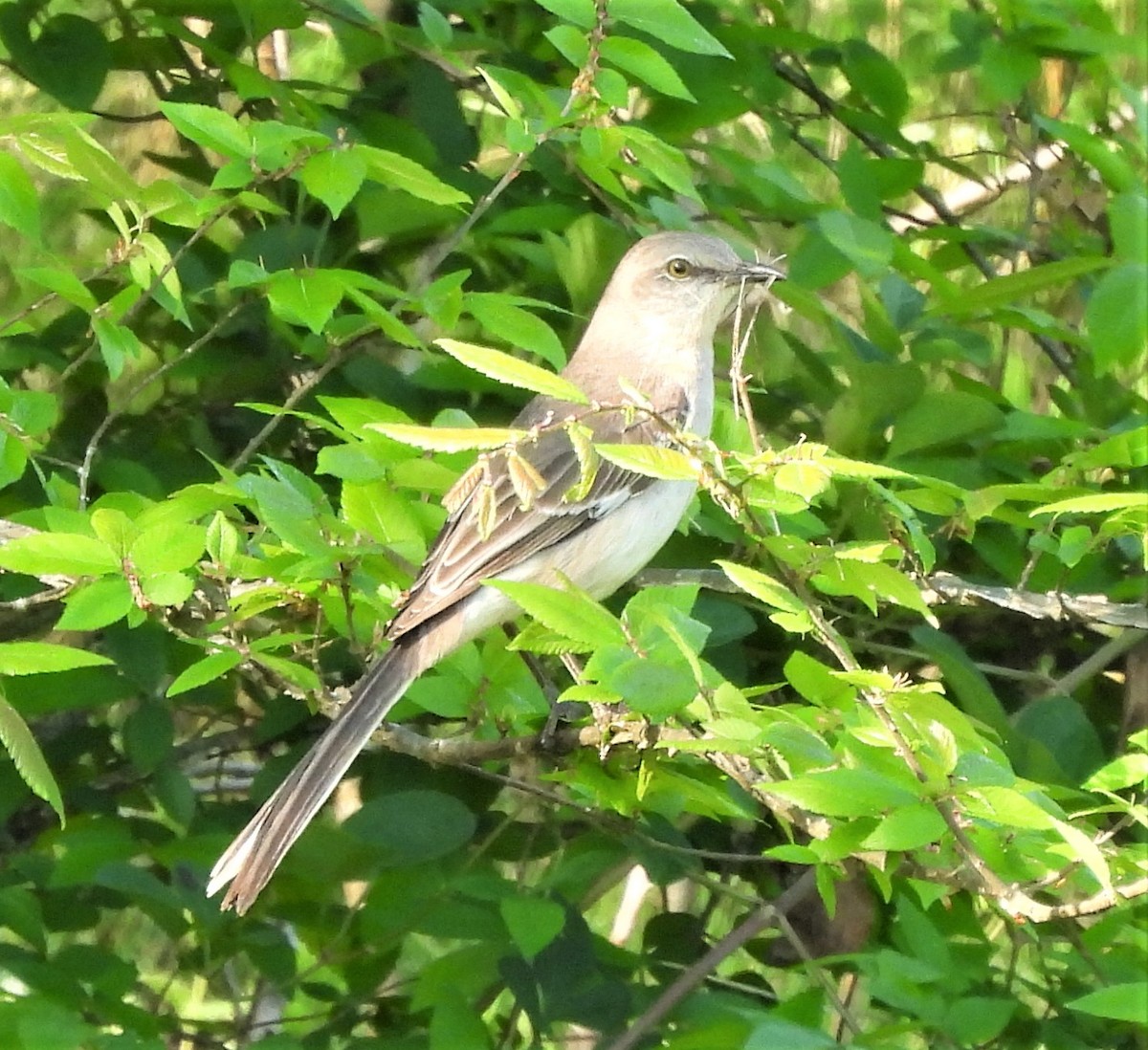 Northern Mockingbird - ML438935301