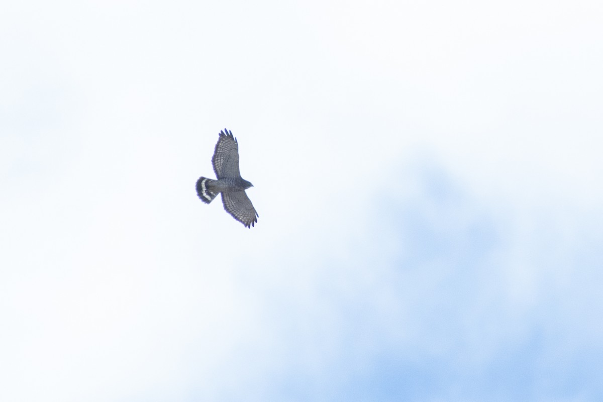 Broad-winged Hawk - ML438935341